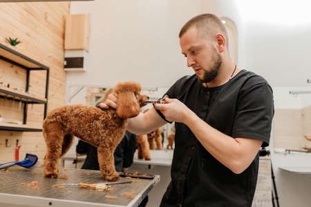 Professional male groomer making haircut of poodle teacup dog at grooming salon with professional equipmentの写真素材