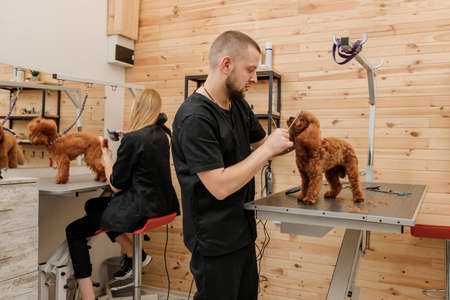Professional male groomer making haircut of poodle teacup dog at grooming salon with professional equipmentの写真素材