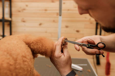 Close up of professional male groomer making haircut of poodle teacup dog at grooming salon with professional equipmentの写真素材