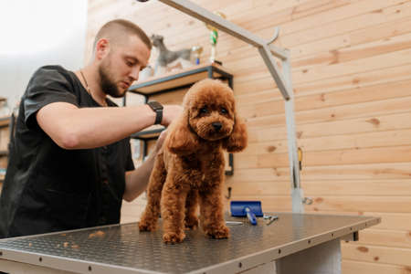 Professional male groomer making haircut of poodle teacup dog at grooming salon with professional equipmentの写真素材
