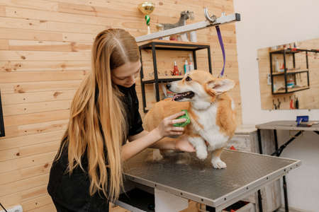 Woman groomer combing fur of Welsh Corgi Pembroke dog with comb after bathing and drying at grooming salon. Woman pet hairdresser doing hairstyle in veterinary spa clinicの写真素材