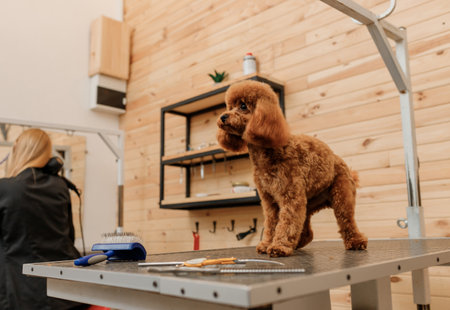 Teacup Poodle Dog on the grooming table waiting a haircut from professional groomerの写真素材