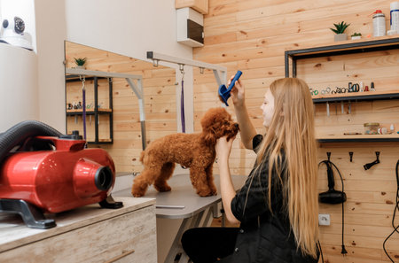 Close-up of unrecognizable female groomer brushing hair of Teacup poodle dog hair with comb after bathing at grooming salon. Woman pet hairdresser doing hairstyle in veterinary spa clinicの写真素材