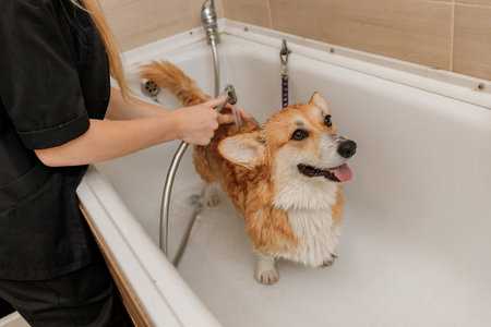 Professional skilled groomer carefully wash the funny Welsh Corgi Pembroke dog in bath, before grooming procedureの写真素材