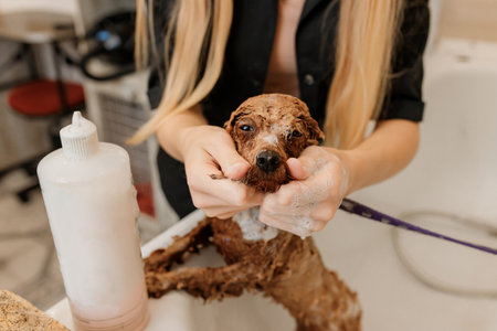 Professional skilled groomer carefully wash the teacup Poodle dog in bath, before grooming procedureの写真素材