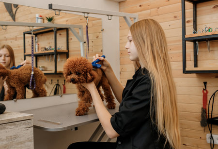 Female groomer brushing hair of Teacup poodle dog hair with comb after bathing at grooming salon. Woman pet hairdresser doing hairstyle in veterinary spa clinicの写真素材