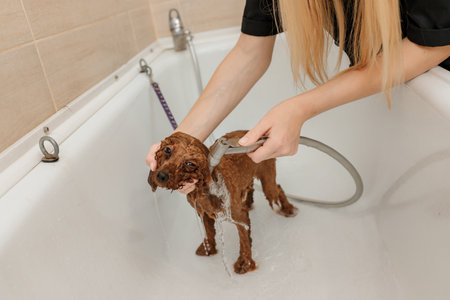 Professional skilled groomer carefully wash the teacup Poodle dog in bath, before grooming procedureの写真素材