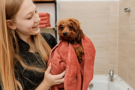 Professional skilled groomer carefully wiping with a towel after bathing teacup Poodle dog in bath, before grooming procedureの写真素材