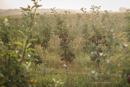 Many colorful red ripe juicy apples on a branch in the garden ready for harvest in autumn. Apple...