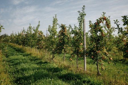 Many colorful ripe juicy apples on a branch in the garden ready for harvest in autumn. Apple orchard