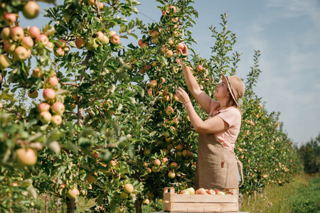 Happy smiling female farmer worker crop picking fresh ripe apples in orchard garden during autumn harvest. Harvesting timeの写真素材