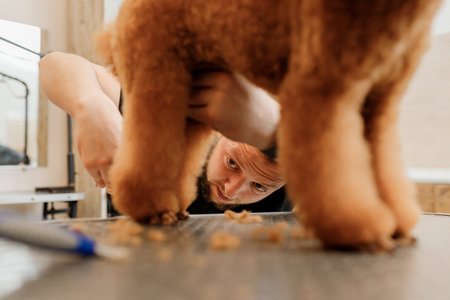 Close up of professional male groomer making haircut of poodle teacup dog at grooming salon with professional equipmentの写真素材
