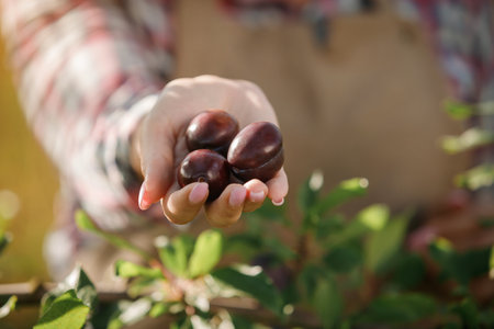 Close up of female farmer worker hands holding fresh ripe plums in orchard garden during autumn...