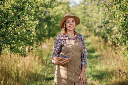 Smiling female farmer worker crop picking fresh ripe plums in orchard garden during autumn harvest. Harvesting timeの写真素材