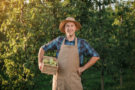 Happy smiling male farmer worker crop picking fresh ripe pears in orchard garden during autumn harvest. Harvesting timeの写真素材