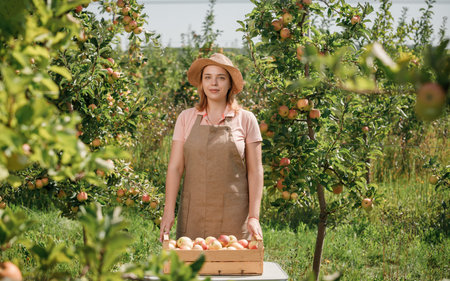 Happy smiling female farmer worker crop picking fresh ripe apples in orchard garden during autumn harvest. Harvesting timeの写真素材