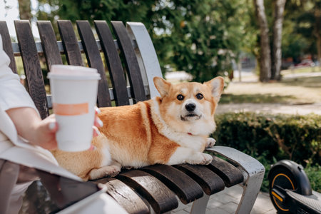 Close up of businesswoman in white suit sitting in city parkland, drink coffee and working on digital tablet with her dog Welsh Corgi Pembrokeの写真素材
