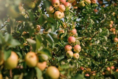 Many colorful ripe juicy apples on a branch in the garden ready for harvest in autumn. Apple orchard