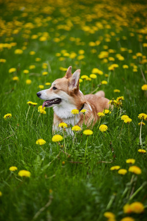 Happy Welsh Corgi Pembroke dog sitting in yellow dandelions field in the grass smiling in springの写真素材