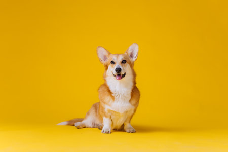 Adorable cute Welsh Corgi Pembroke sitting on yellow studio background. Most popular breed of Dogの写真素材