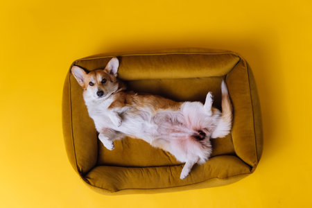 Adorable cute Welsh Corgi Pembroke sleeping and relaxing in dog bed on yellow studio background. Most popular breed of Dog. Advertising conceptの写真素材