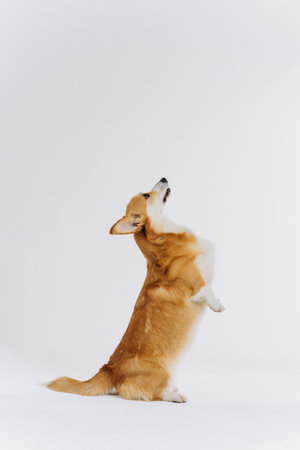 Adorable cute Welsh Corgi Pembroke stands on its hind legs on white studio background. Most popular breed of Dogの写真素材