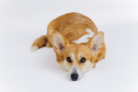 Adorable cute Welsh Corgi Pembroke lying on white background and looking at camera. Most popular breed of Dogの写真素材