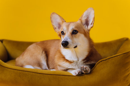 Funny cute Welsh Corgi Pembroke lying in dog bed on yellow studio background. Most popular breed of Dogの写真素材