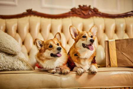 Two cute red-white welsh corgi pembroke in New Years clothes sitting on sofa with gift boxes