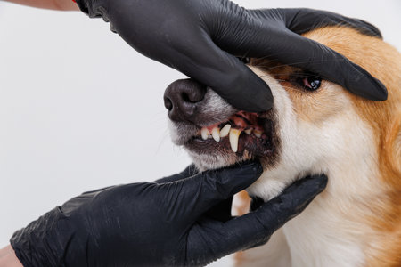 Veterinarian examining a dogs teeth and mouth during a health checkupの写真素材
