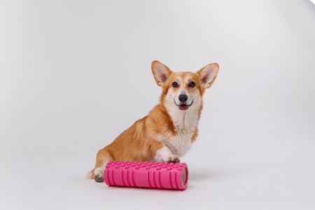 Happy corgi with pink foam roller, showing off fitness and playful vibes in a bright studio settingの写真素材