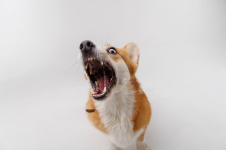 Corgi catching a treat mid-air, showcasing agility and excitement on a white studio backgroundの写真素材