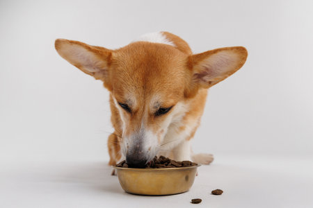 Corgi enjoying a delicious meal from a golden bowl on a white background, perfect for pet care adsの写真素材