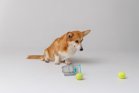 Corgi dog with shopping cart, playing with tennis balls, cute pet activity indoorsの写真素材