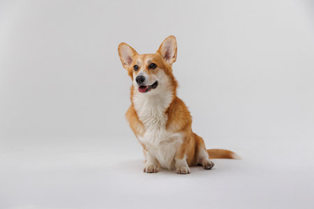 Happy Corgi dog posing on a white background, radiating charm and cuteness for stock photographyの写真素材