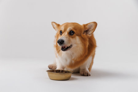 Corgi enjoying a delicious meal from a golden bowl on a white background, perfect for pet care adsの写真素材