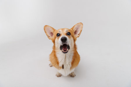 Corgi catching a treat mid-air, showcasing agility and excitement on a white studio backgroundの写真素材