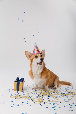 Corgi dog celebrating with a gift and blue confetti, festive fun and joyの写真素材