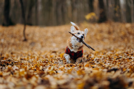 Cute corgi in plaid jacket running through autumn leaves with a stick in mouthの写真素材