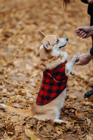 Corgi in red plaid coat training in autumn park with yellow leaves and human handsの写真素材