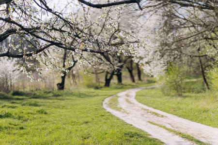 Scenic spring road winding through blooming cherry trees in the countryside