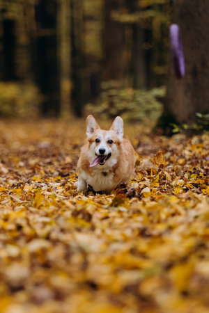 Playfull Corgi dog playing fetch in autumn forest, jumping into leaves to catch puller toyの写真素材