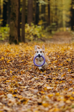 Happy corgi dog running in autumn forest holding purple puller toy among yellow leavesの写真素材