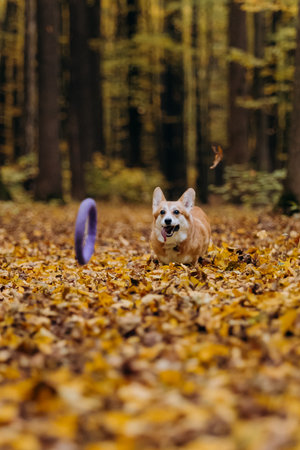 Playfull Corgi dog playing fetch in autumn forest, jumping into leaves to catch puller toyの写真素材