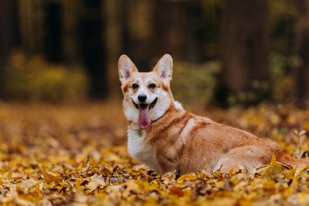 Happy welsh corgi pembroke dog sitting on autumn path in forest with yellow leaves and warm sunlightの写真素材