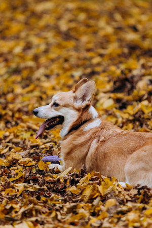Adorable Corgi dog resting in autumn leaves after playtime with purple puller toy in forest parkの写真素材