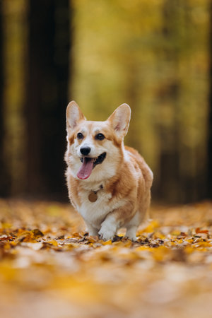 Happy corgi running through autumn forest path covered with yellow leaves and sunlightの写真素材