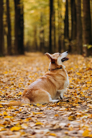 Cute Corgi pembroke dog sitting sideways on autumn forest path covered with golden yellow leavesの写真素材