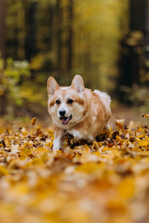 Corgi dog playing fetch in autumn forest, jumping into leaves to catch puller toy