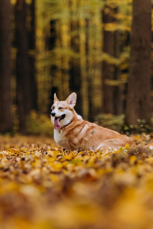 Welsh Corgi pembroke dog sitting sideways on autumn forest path covered with golden yellow leavesの写真素材